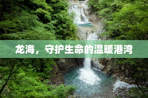 龙海，守护生命的温暖港湾