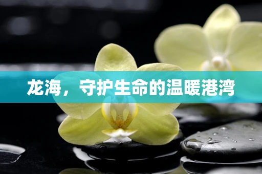 龙海，守护生命的温暖港湾