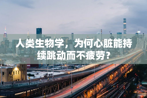 人类生物学，为何心脏能持续跳动而不疲劳？