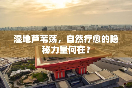湿地芦苇荡，自然疗愈的隐秘力量何在？